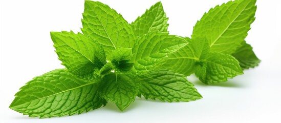 A close up image of a fresh green mint is isolated on a white background providing ample copy space