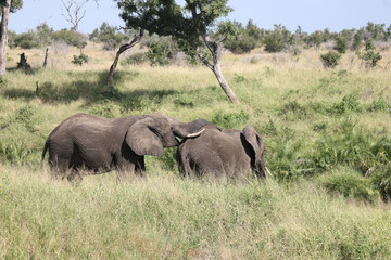 Obraz premium Afrikanischer Elefant / African elephant / Loxodonta africana