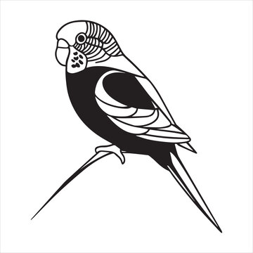 black and white parakeet perched on branch clip art preview