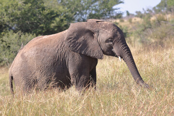 Afrikanischer Elefant / African elephant / Loxodonta africana