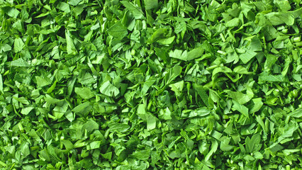 Obraz premium fresh green chopped parsley