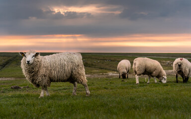 Schafe im Sonnenuntergang