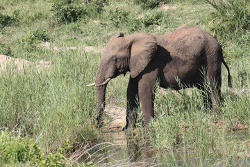 Fototapeta premium Afrikanischer Elefant / African elephant / Loxodonta africana