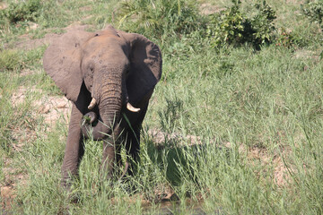Afrikanischer Elefant / African elephant / Loxodonta africana