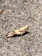 Locusts on asphalt in the Kingdom of Saudi Arabia