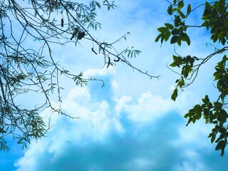 bright blue sky with green leaves as a frame