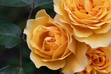 CLOSE UP 3 BEAUTIFUL PEACH COLOUR ROSES IN FRONT OF GREEN FOLIAGE