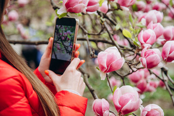 Female hands in a red jacket are holding a phone and taking a photo of a blooming pink magnolia on a tree branch.