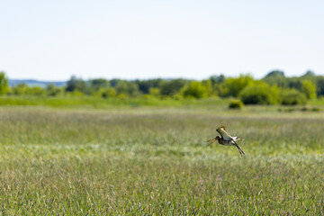 Fototapeta premium bird in grass flight