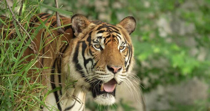 Tiger hiding behind a tree, ready to hunt. Indochinese Tiger or Corbett's tiger (Panthera tigris corbetti), High definition shot at 4K, 60 fps video footage.