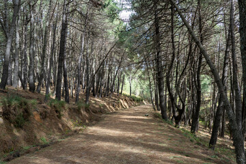 Forest road to Mirador de Juanar in sunny winter day, February 25, 2024