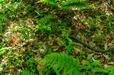 草むらに潜むアオダイショウ