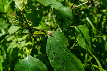 森の葉にとまるハエトリグモ