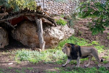 Male lion in the biblical zoo in Jerusalem in Israel © Uri