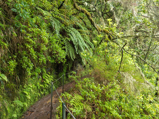 narrow footpath along levada, water irrigation channel with dense tropical forest plants and vegetation. Levada Caldeirao Verde and Caldeirao do Inferno hiking trail, Madeira island, Portugal