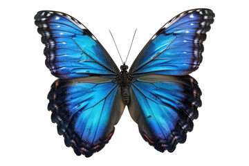Blue butterfly isolated on transparent background