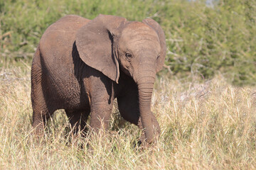 Naklejka premium Afrikanischer Elefant / African elephant / Loxodonta africana