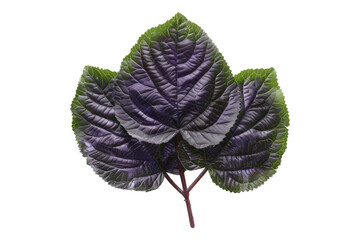 Blueberry leaves isolated on transparent background