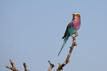 Gabelracke / Lilac-breasted roller / Coracias caudata