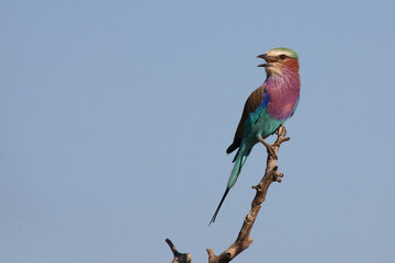 Gabelracke / Lilac-breasted roller / Coracias caudata
