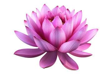 Champa isolated on transparent background