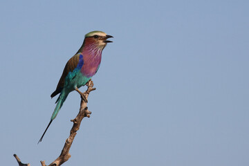 Gabelracke / Lilac-breasted roller / Coracias caudata