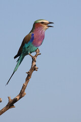 Gabelracke / Lilac-breasted roller / Coracias caudata