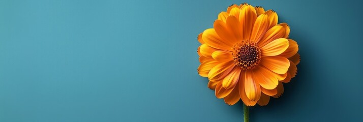A single orange flower contrasts against a vibrant blue backdrop