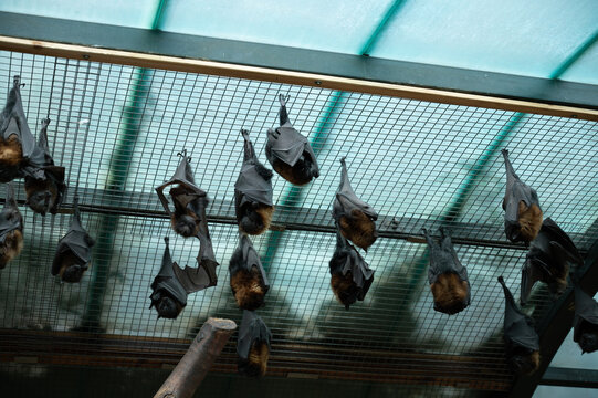 A group of large flying foxes sleep on a net in a zoo