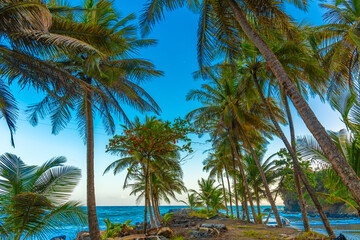 Palm trees by the sea at sunset in a tropical beach
