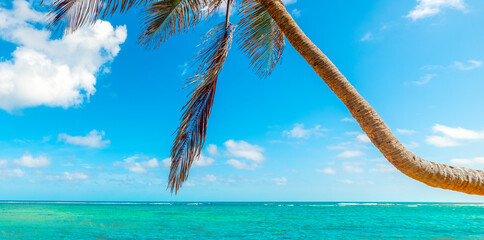 Palm tree over the turquoise water of a tropical beach in Guadeloupe