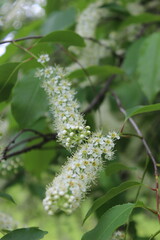 Small white flower branches 4