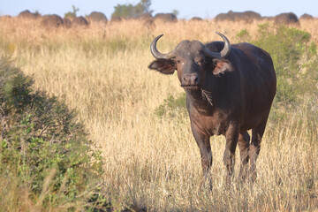 Kaffernbüffel / African buffalo / Syncerus caffer