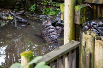 Freshwater red-eared turtle or yellow-bellied turtle in a pond