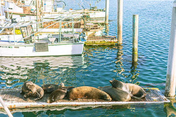 Fototapeta premium a group of selas sleeping on a wooden dock in Morro Bay, Southern California