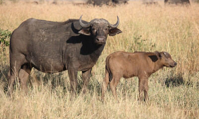 Obraz premium Kaffernbüffel / African buffalo / Syncerus caffer.