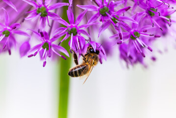 Honeybee or bee feeding on purple Allium flower in garden during summer pollination season. Macro...