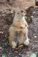 Close-up of one black-tailed prairie dog at the Biblical Zoo in Jerusalem