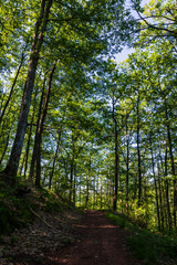Chemin de randonnée aux milieux des chênes rouvres et chênes pédonculés de la Forêt de la Grésigne à Puycelsi