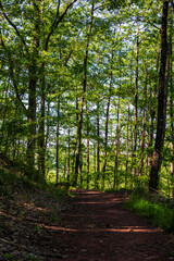 Chemin de randonnée aux milieux des chênes rouvres et chênes pédonculés de la Forêt de la Grésigne à Puycelsi