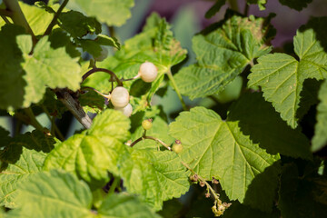 Johannisbeeren im Frühjahr am Zweig