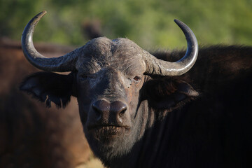Naklejka premium Kaffernbüffel / African buffalo / Syncerus caffer