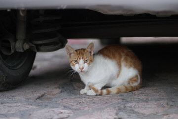 Scared cat under the car