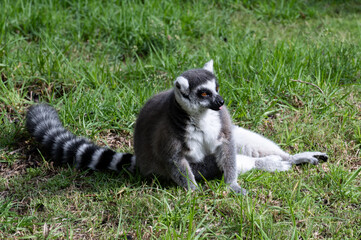 Fototapeta premium lemur monkey family on the grass biblical zoo Jerusalem