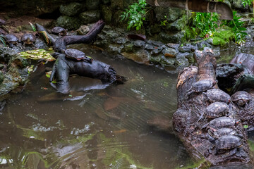 Freshwater red-eared turtle or yellow-bellied turtle in a pond