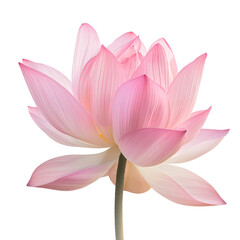 pink water lily flower, png on transparent background. For banner, design, spa, presentation, interior, shop