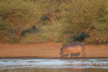 Flußpferd / Hippopotamus / Hippopotamus amphibius