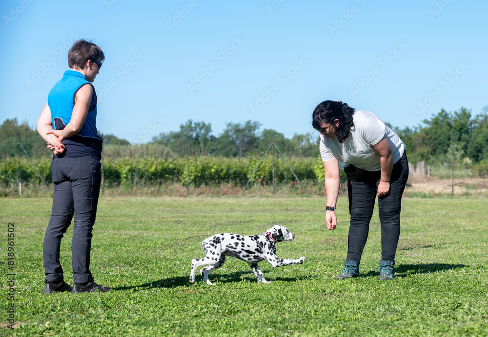 Sticker training of puppy dalmatian