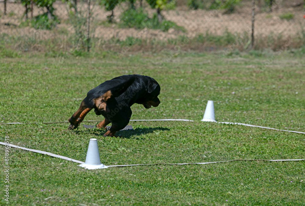 Sticker obedience training with a rottweiler