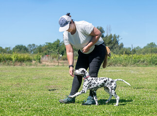 training of puppy dalmatian